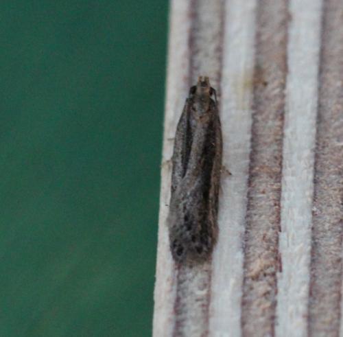 Mirificarma mulinella